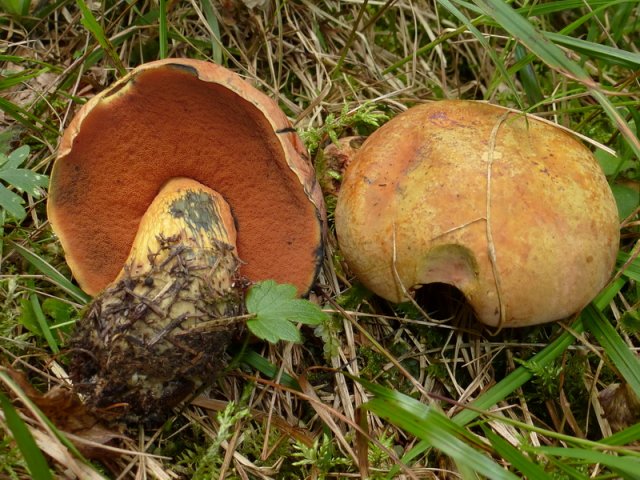 Suillellus luridus, Netzstieliger Hexenröhrling